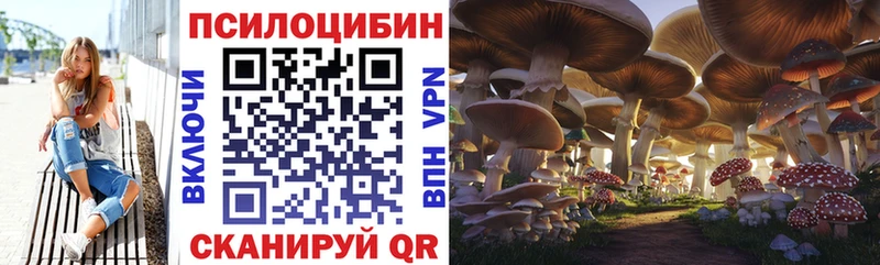 закладки  Ртищево  Псилоцибиновые грибы Psilocybe 